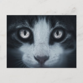 Carte postale regard de Chat Postkarte