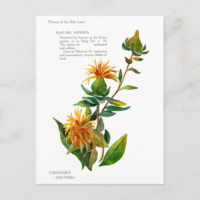 Carthamus Tinctoria Postkarte (Vorderseite)