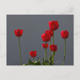 Carulmare Red Tulips CC0032 Postkarte