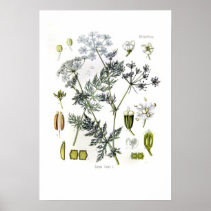 Carum carvi (Kümmel) Poster