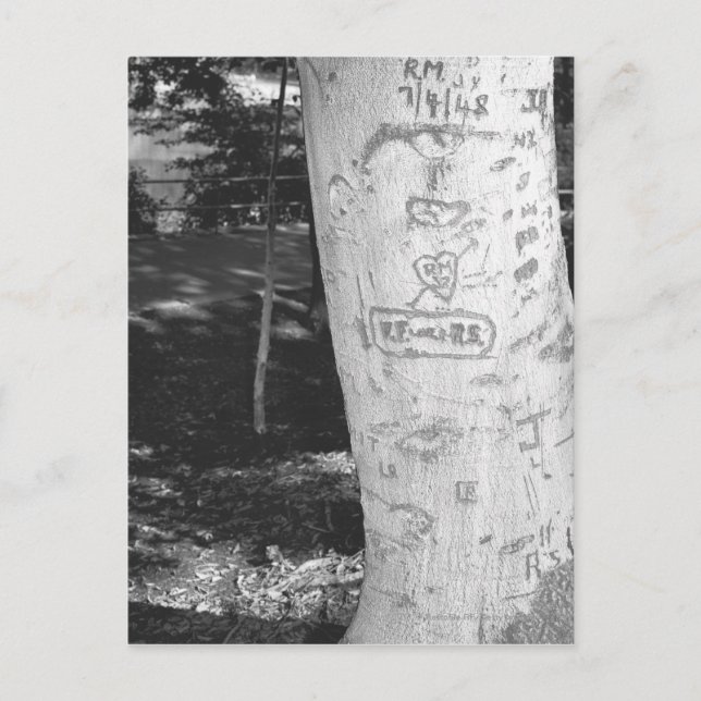 Carving on birch tree trunk B&W Postkarte (Vorderseite)