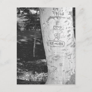 Carving on birch tree trunk B&W Postkarte