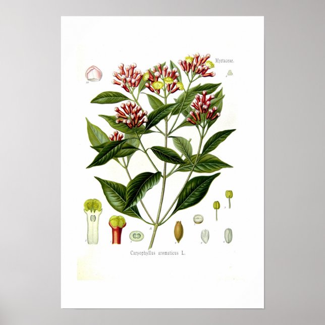 Caryophyllus aromaticus (Handschuh) Poster (Vorne)