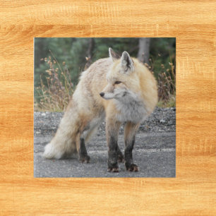 Cascade Red Fox Wildlife Foto Fliese