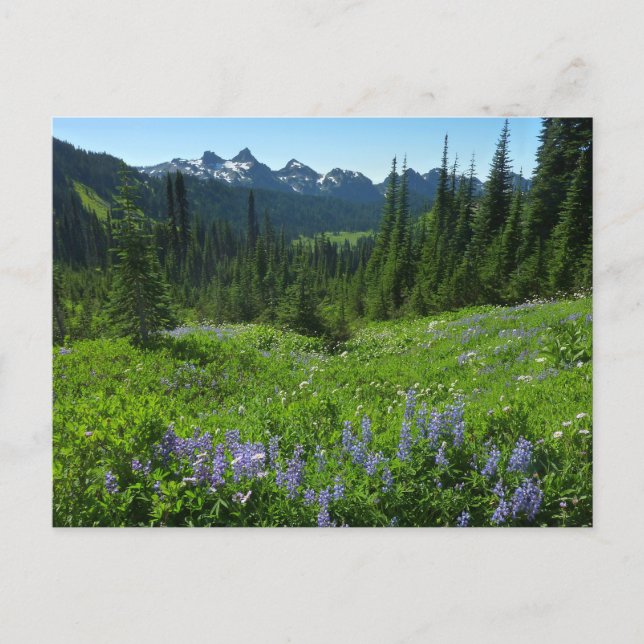 Cascade-Strecke vom Rainier-Nationalpark Postkarte (Vorderseite)
