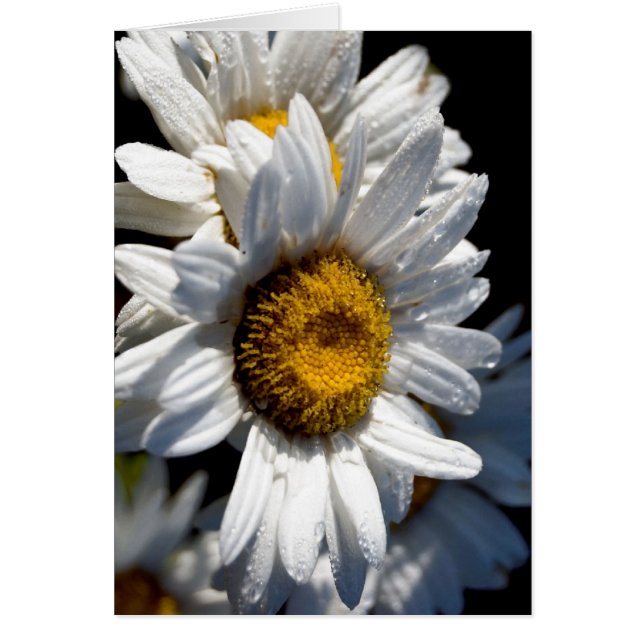 Cascading Daisy (Vorne)