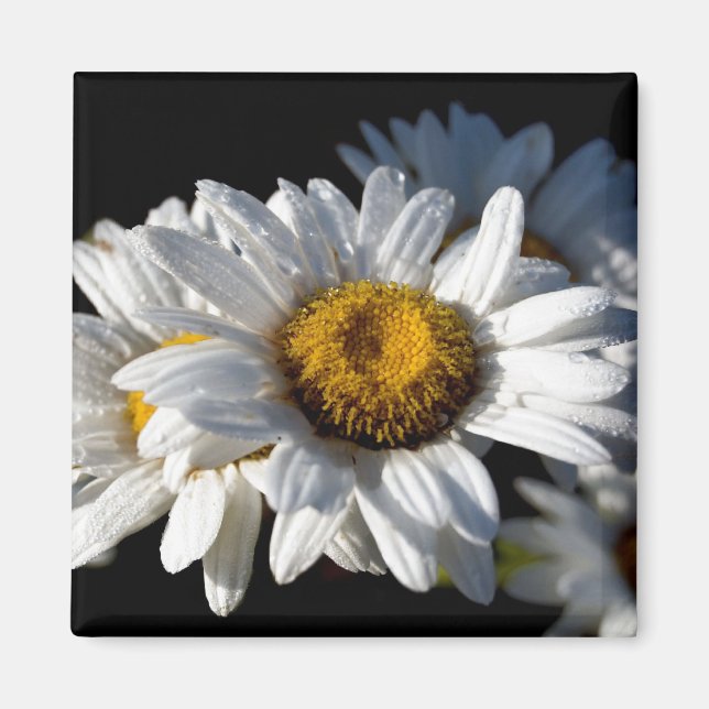 Cascading Daisy Magnet (Vorne)