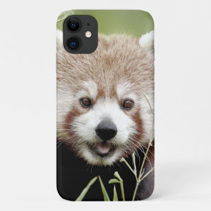 Case Foto roter Panda, Panda roux , Tiere.