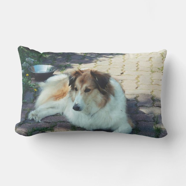 Casey Collie Lendenkissen (Vorderseite)