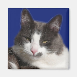 Casey weiße graue Katze Magnet