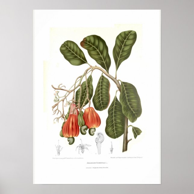 Cashew Poster (Vorne)