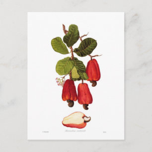 Cashew Postkarte