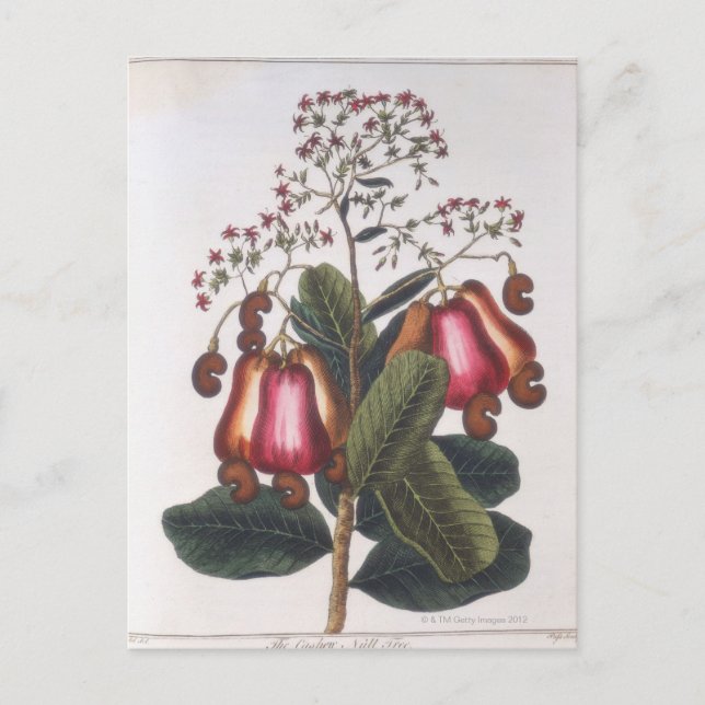 Cashewnuss Postkarte (Vorderseite)