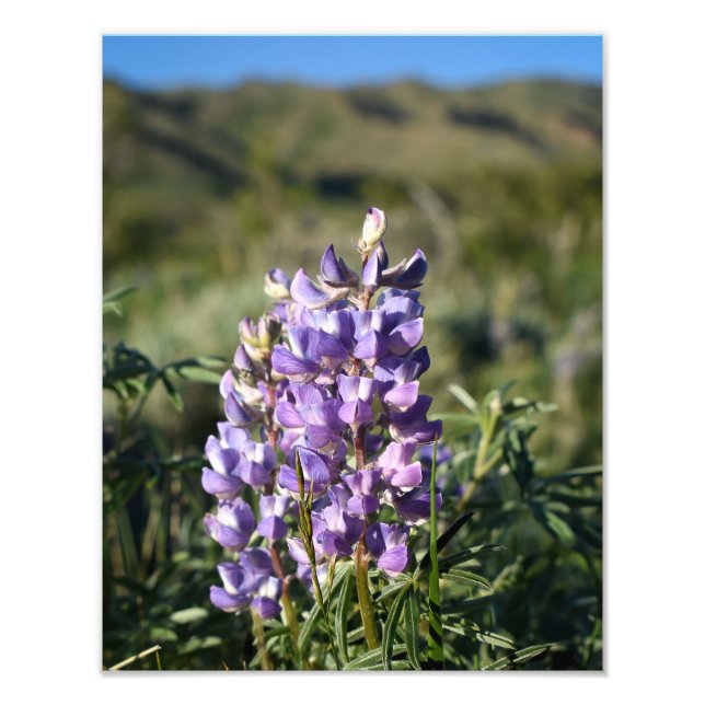 Casper Mountain Lupine - Casper WY Fotodruck (Vorne)