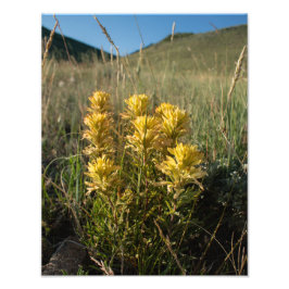 Casper Mountain Yellow Paintbrush - Casper WY Fotodruck