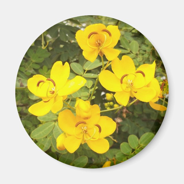 Cassia Blume Foto Round Magnet (Vorne)