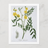 Cassia von "Phytographie Medicale" von Joseph Roqu