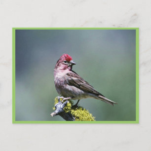 Cassin's Finch Postkarte