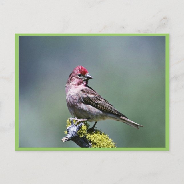 Cassin's Finch Postkarte (Vorderseite)