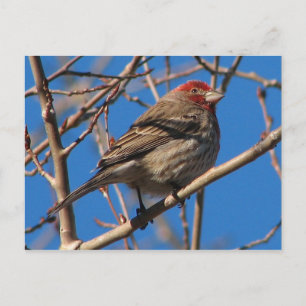 Cassins Finch-Postkarte Postkarte