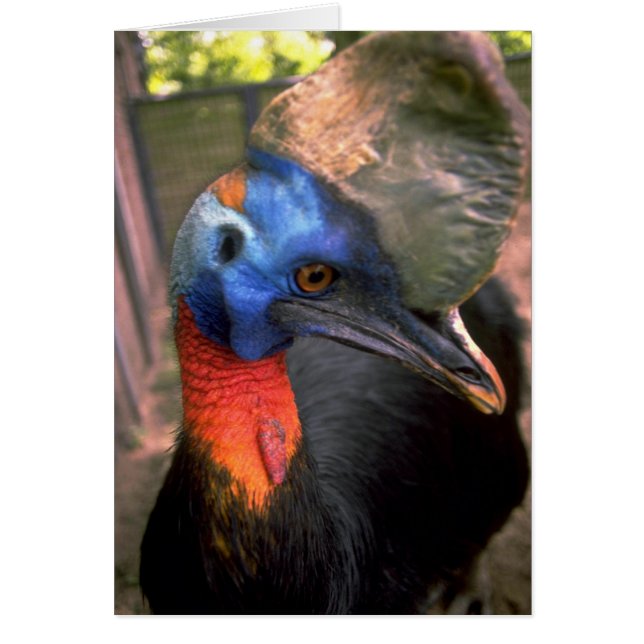 Cassowary (Vorne)