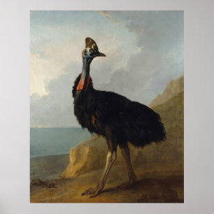 Cassowary (Australian Bird) (Wild Animal Art) Poster