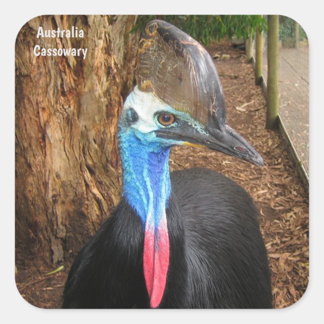 Cassowary Bird Quadratischer Aufkleber (Vorderseite)