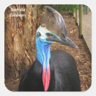 Cassowary Bird Quadratischer Aufkleber