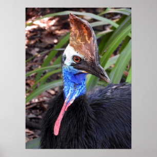Cassowary Poster