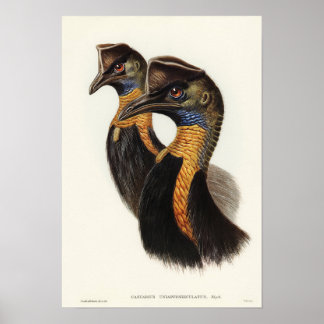 Cassowary von Elizabeth Gould Poster