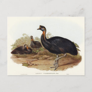 Cassowary von Elizabeth Gould Postkarte