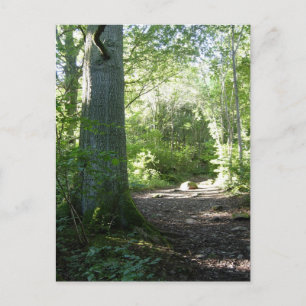 Castlehead Wood: Keswick Postkarte