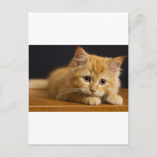 cat9.jpg postkarte