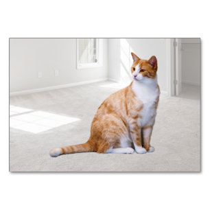 Cat ABA Tact Labelaufkleber Flashcard Picture Ca Tischnummer