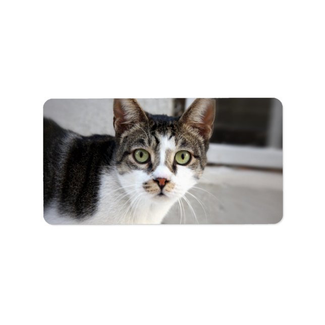 Cat Address Label Adressaufkleber (Vorne)