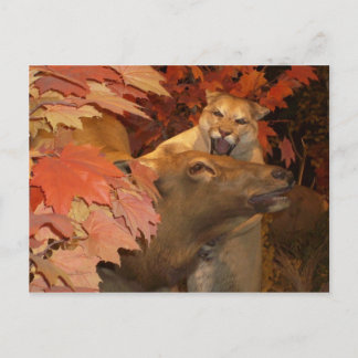 CAT AND CAFF1 POSTKARTE