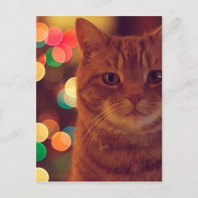 Cat and Christmas lights Postkarte (Vorderseite)
