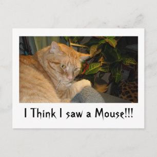 Cat and Mouse Spaß Postkarte