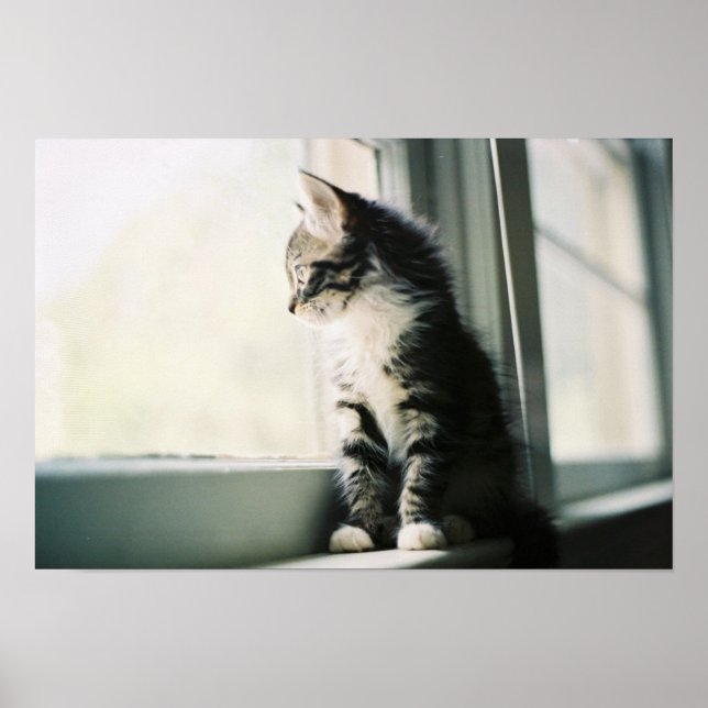Cat at Window Poster (Vorne)