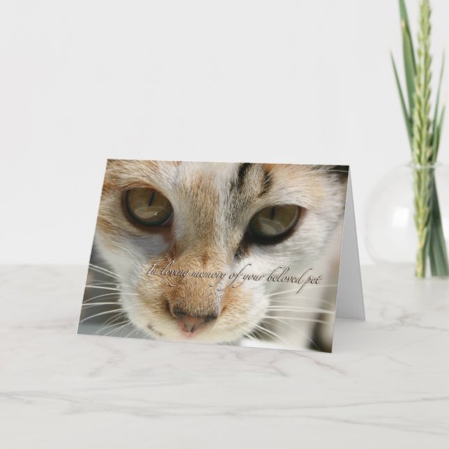 Cat Beileid Card Karte (Vorderseite)