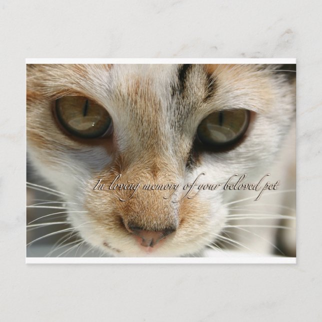 Cat Beileid Card Postkarte (Vorderseite)