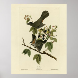 Cat Bird (Grauer Katvogel) Audubon's Birds of Amer Poster