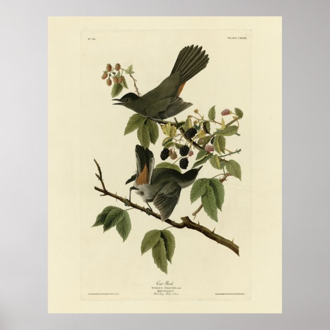 Cat Bird (Grauer Katvogel) Audubon's Birds of Amer Poster (Vorne)