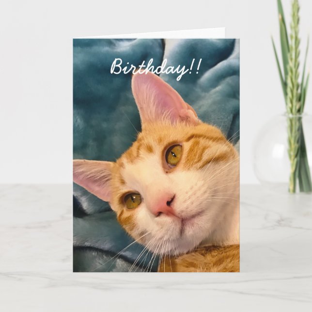 Cat Birthday Card Karte (Vorderseite)