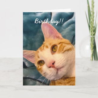 Cat Birthday Card Karte