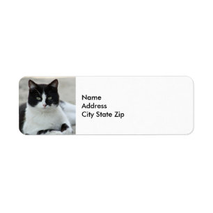 Cat Black and White Tuxedo Foto