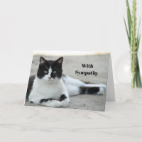 Cat Black and White Tuxedo Foto Sympathy