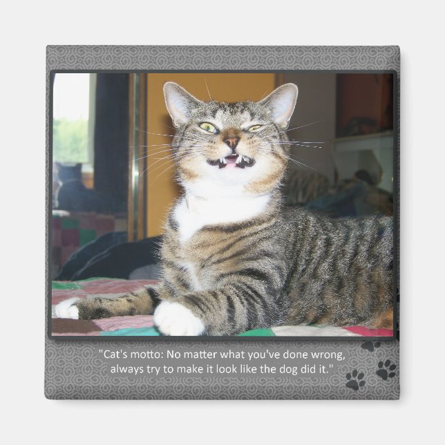 Cat Blames Dog Magnet (Vorne)