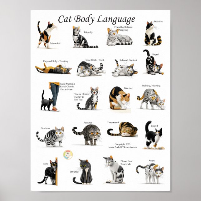 Cat Body Language Chart Poster (Vorne)