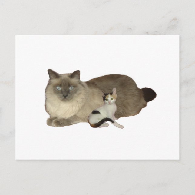 Cat Buddies Postkarte (Vorderseite)